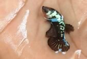 Betta fish