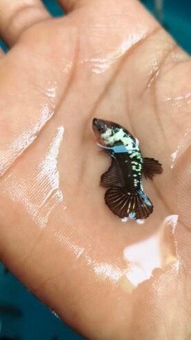 Betta fish