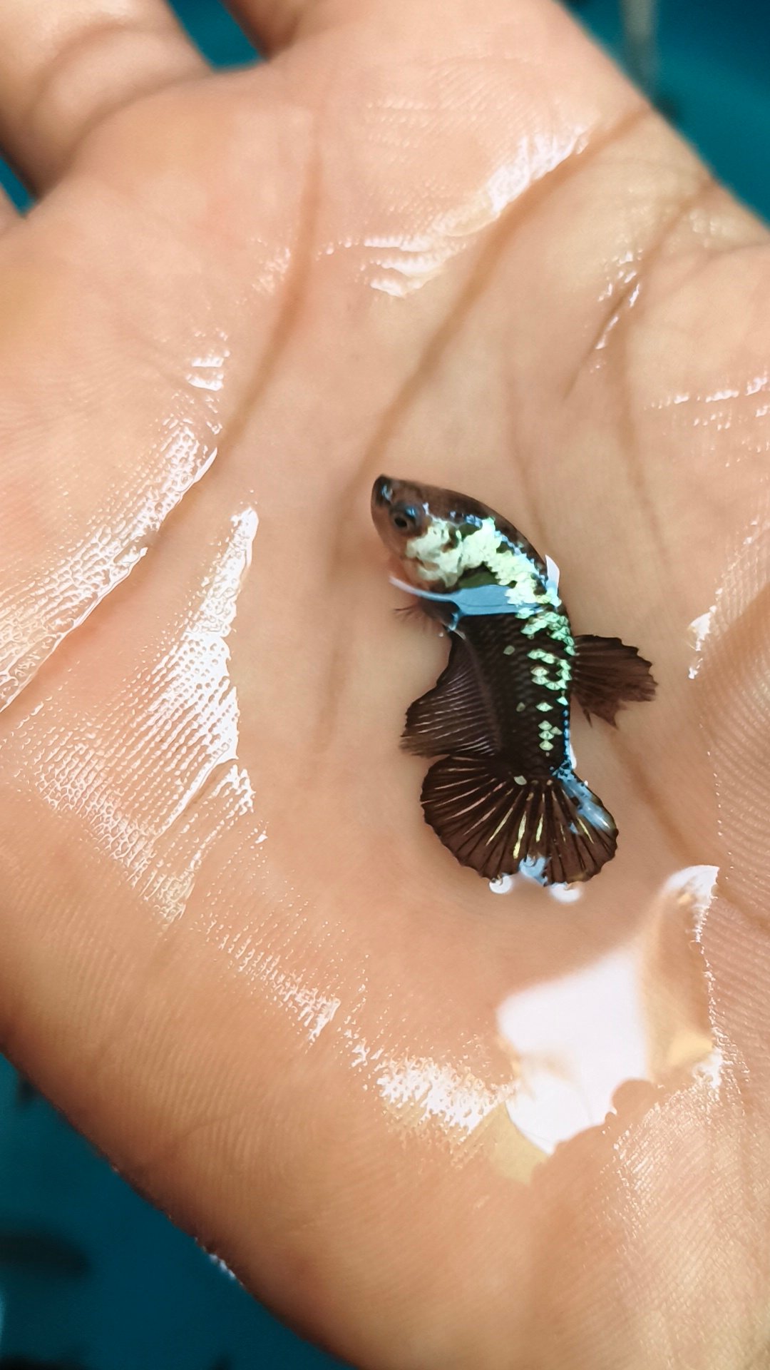 Betta fish