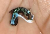 Betta fish
