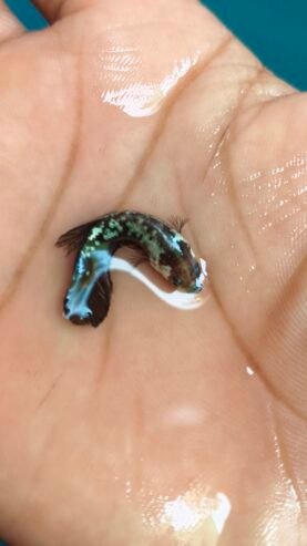 Betta fish