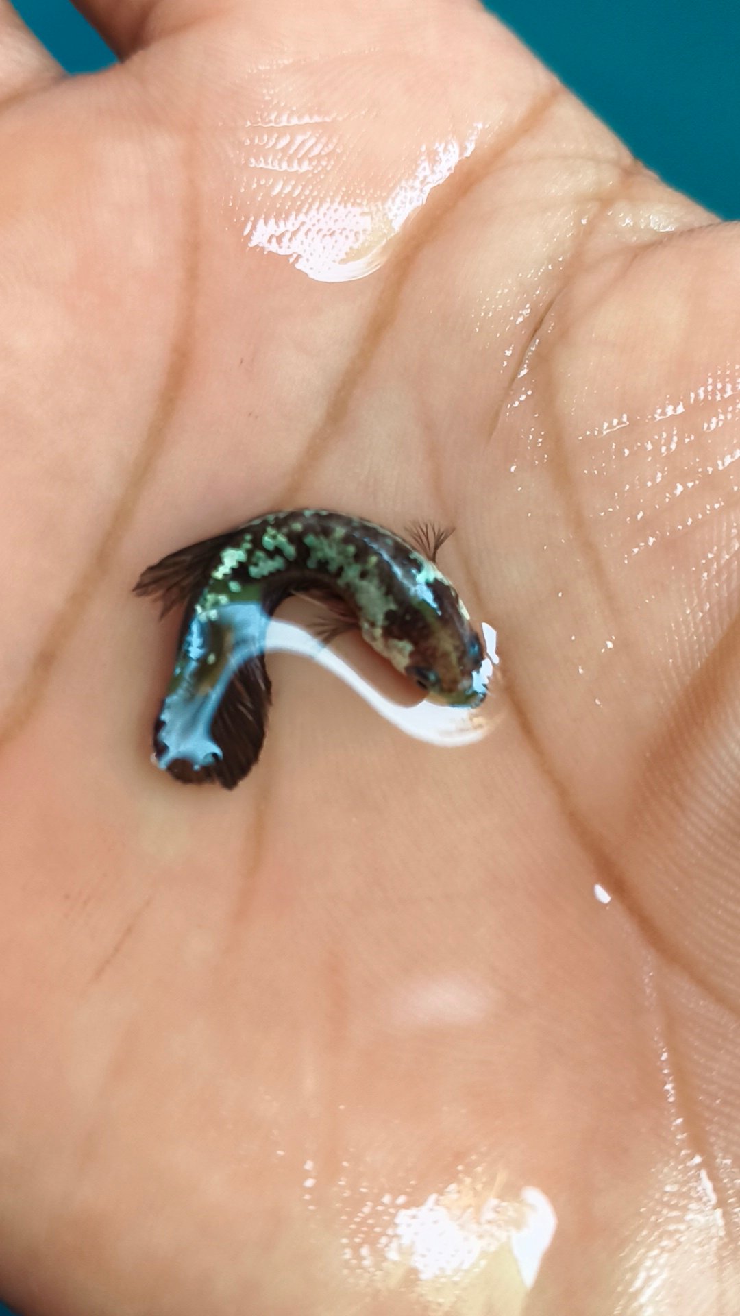 Betta fish