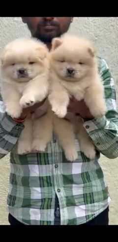 Chow chow