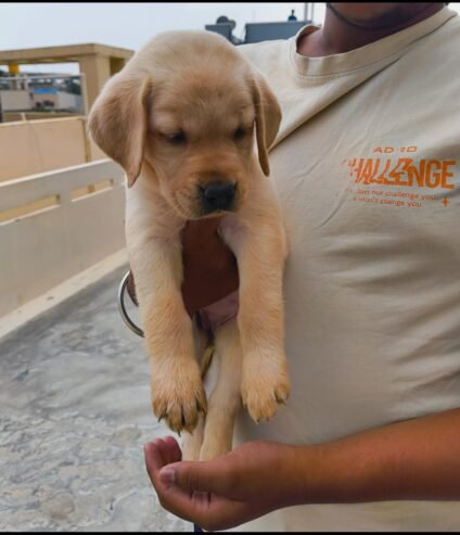 Lab female