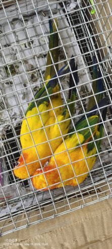 Sunconure Breeding Pair