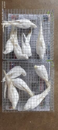 Albino Cockatiels Breeding Pairs