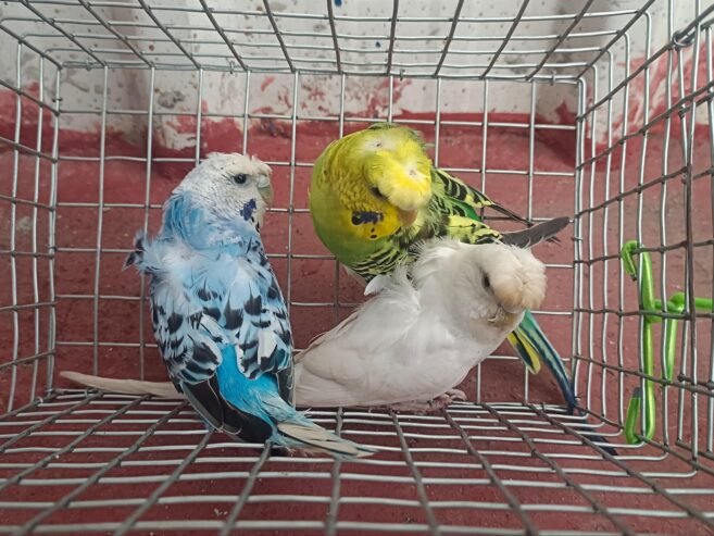 Helicopter 🚁 Budgies