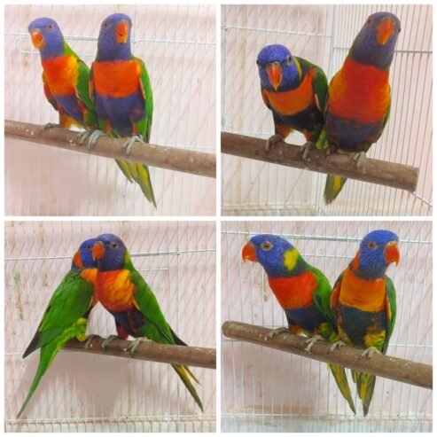 Lorikeet Pairs Available with DNA 🧬