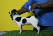 CHIHUAHUA MALE AND FEMALE PUPPIES