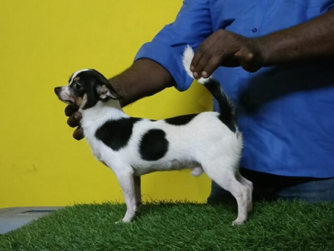 CHIHUAHUA MALE AND FEMALE PUPPIES