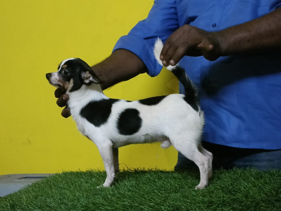CHIHUAHUA MALE AND FEMALE PUPPIES