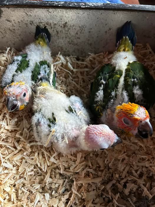 Sunconure Chicks Available -3