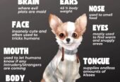 CHIHUAHUA MALE AND FEMALE PUPPIES