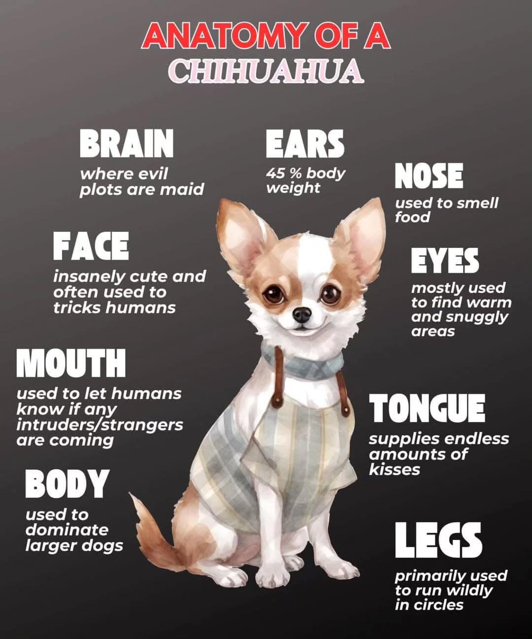 CHIHUAHUA MALE AND FEMALE PUPPIES