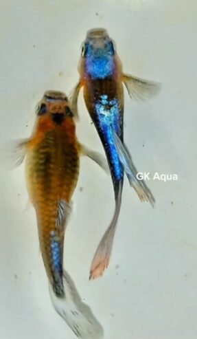 Blue koi guppy 💙