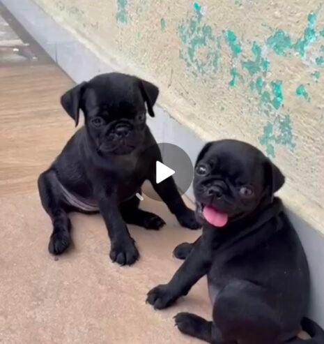 Black Pug Male puppies