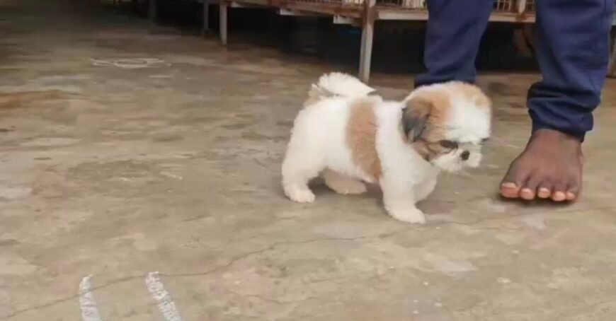 Sitzu Female puppy