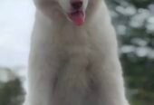Husky Pure white Male puppy