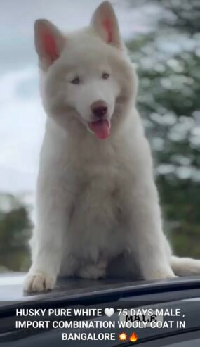 Husky Pure white Male puppy