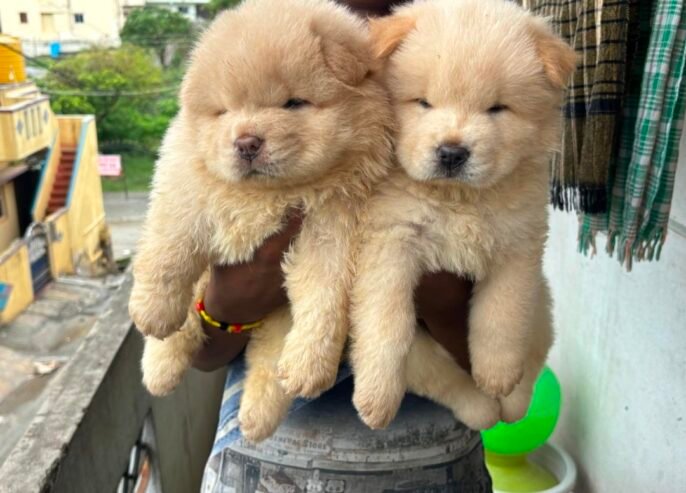 Chow chow Puppies