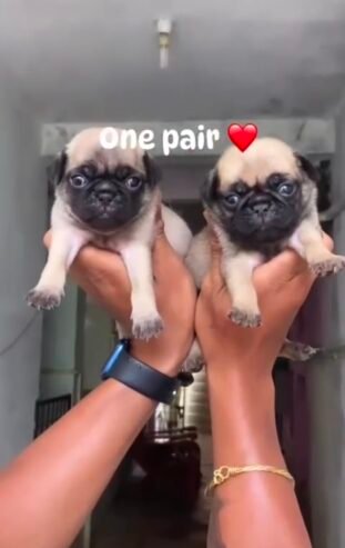 Pug Pair Available
