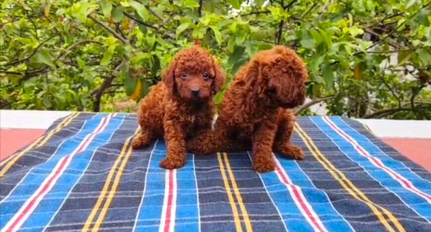 Toy Puddle Puppies