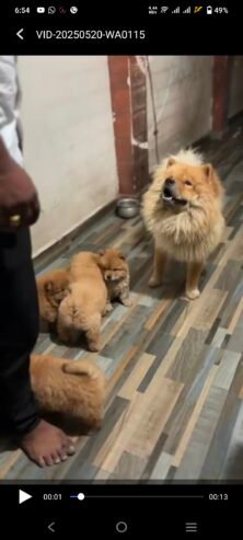 Chow Chow puppies Available