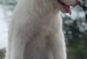 Husky Pure white Male puppy