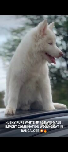 Husky Pure white Male puppy