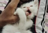 Persian Cat
