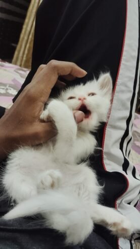 Persian Cat