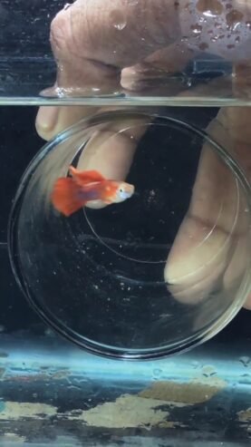 HB RED ROSE CAULI DORSELL GUPPY