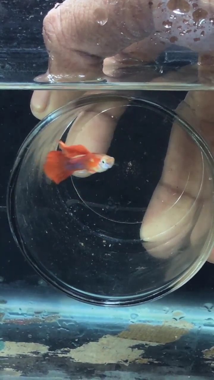 HB RED ROSE CAULI DORSELL GUPPY