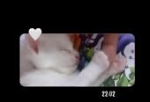 Persian Cat