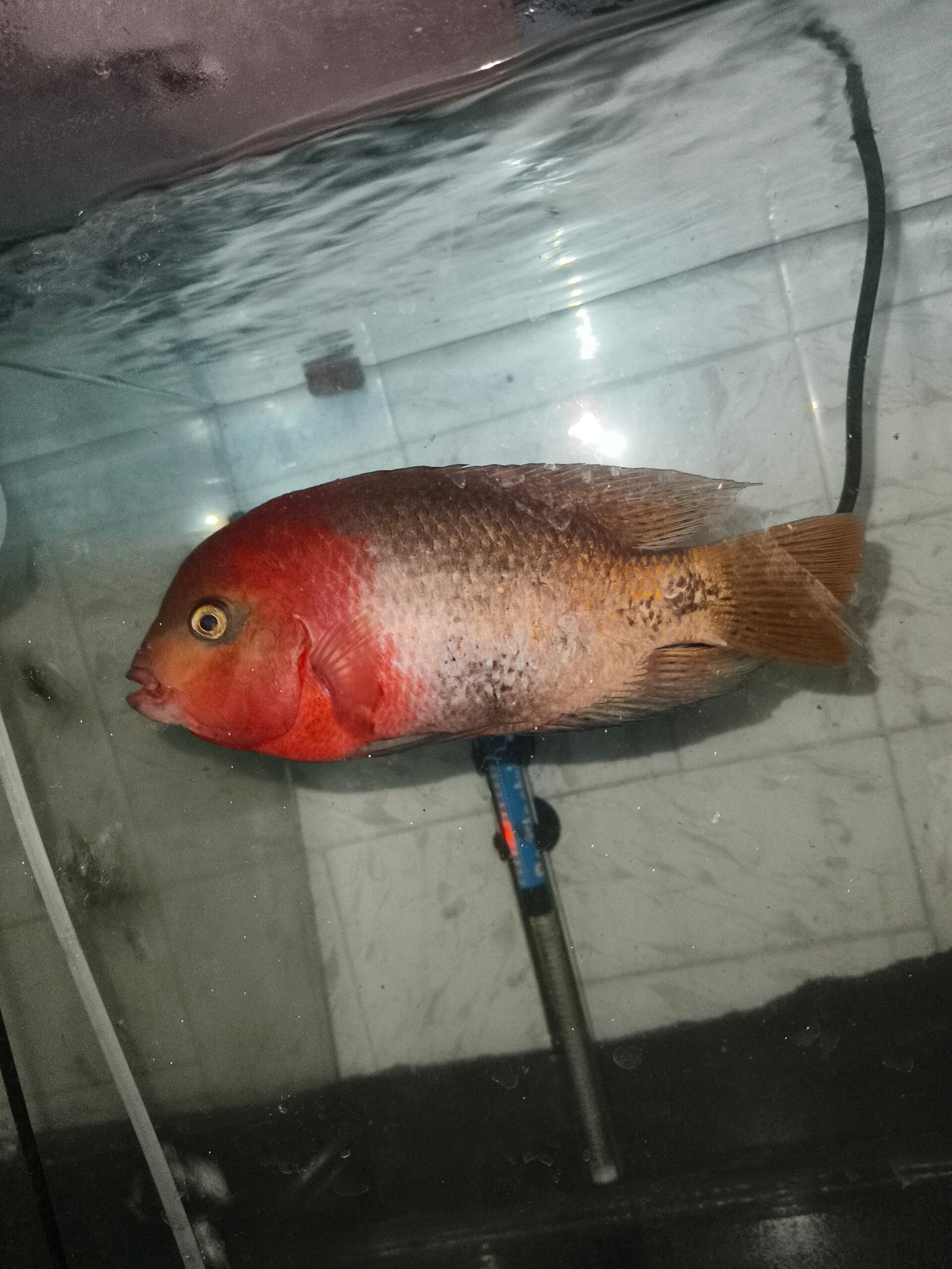 Vieja sysnphillum 2-3 inch