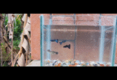 Blue head guppy