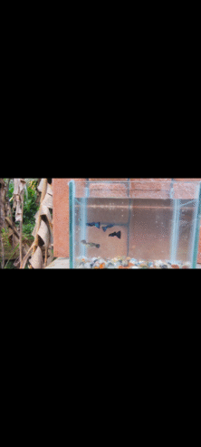 Blue head guppy