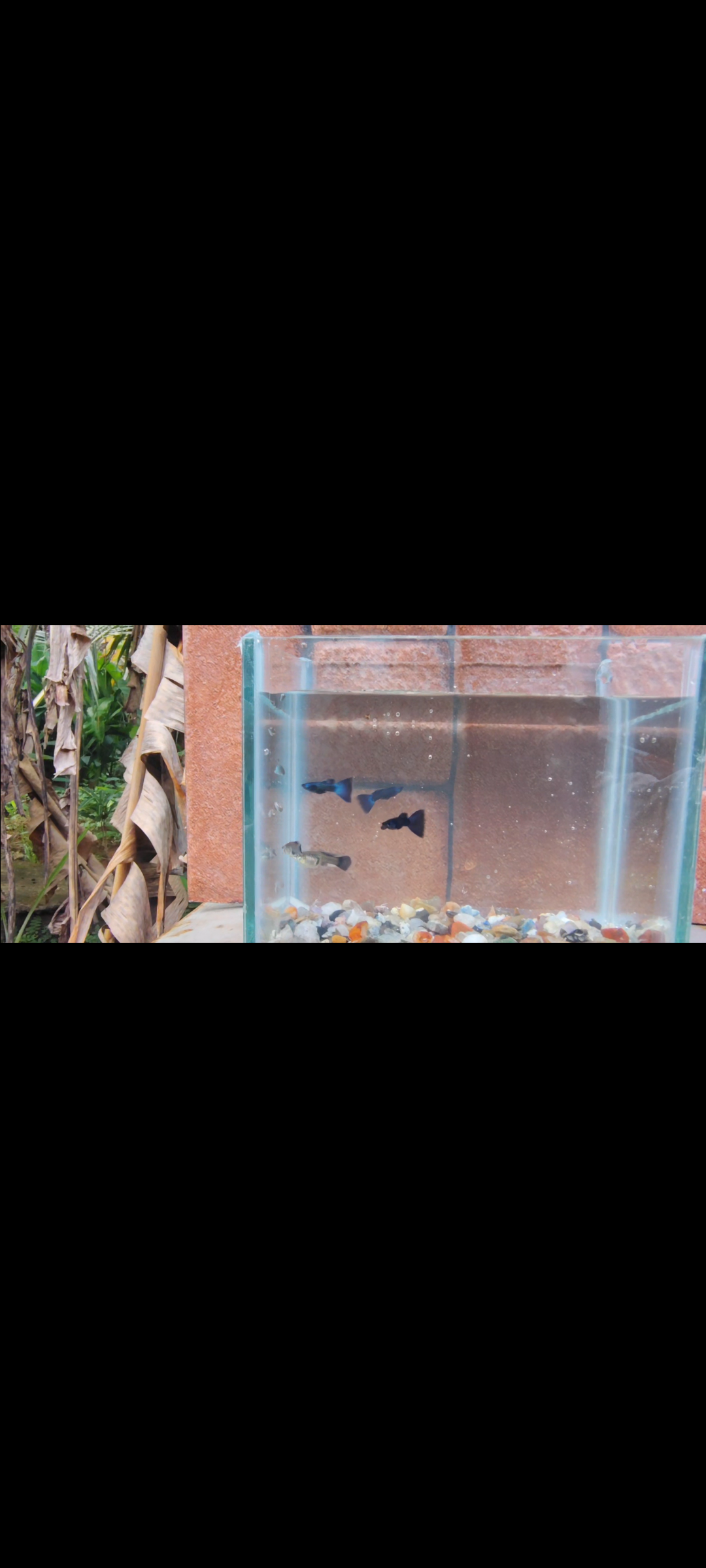 Blue head guppy