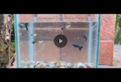 Blue head guppy