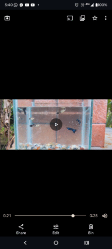 Blue head guppy