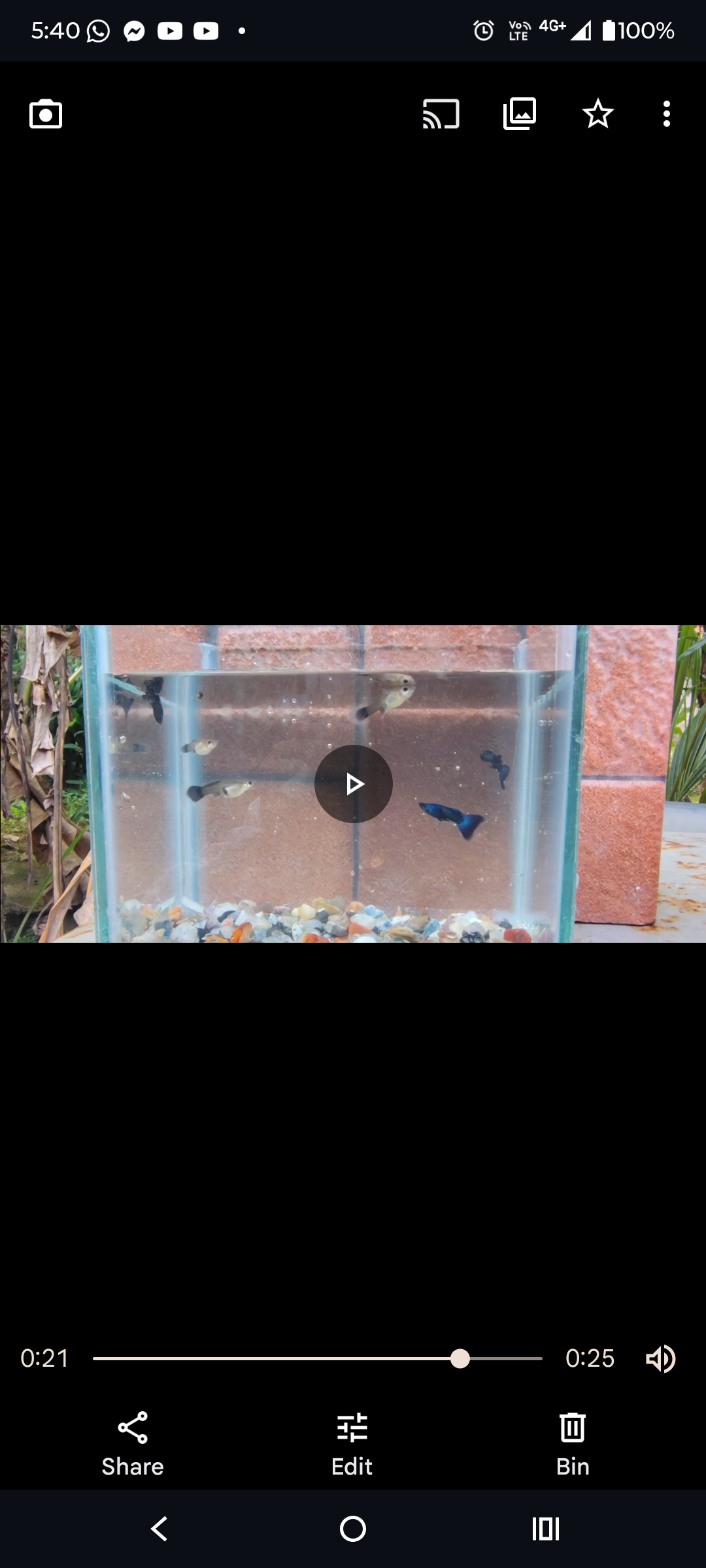 Blue head guppy