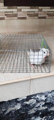 Albino cockatiel breeding male