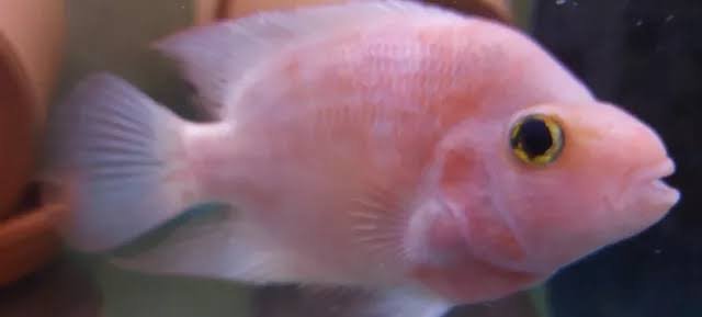 Midas fish X Santa Parrot babies
