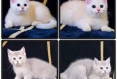 Top Notch British Shorthair Kittens Available
