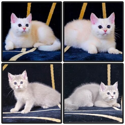 Top Notch British Shorthair Kittens Available