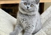 Top Notch British Shorthair Kittens Available