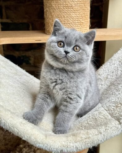 Top Notch British Shorthair Kittens Available