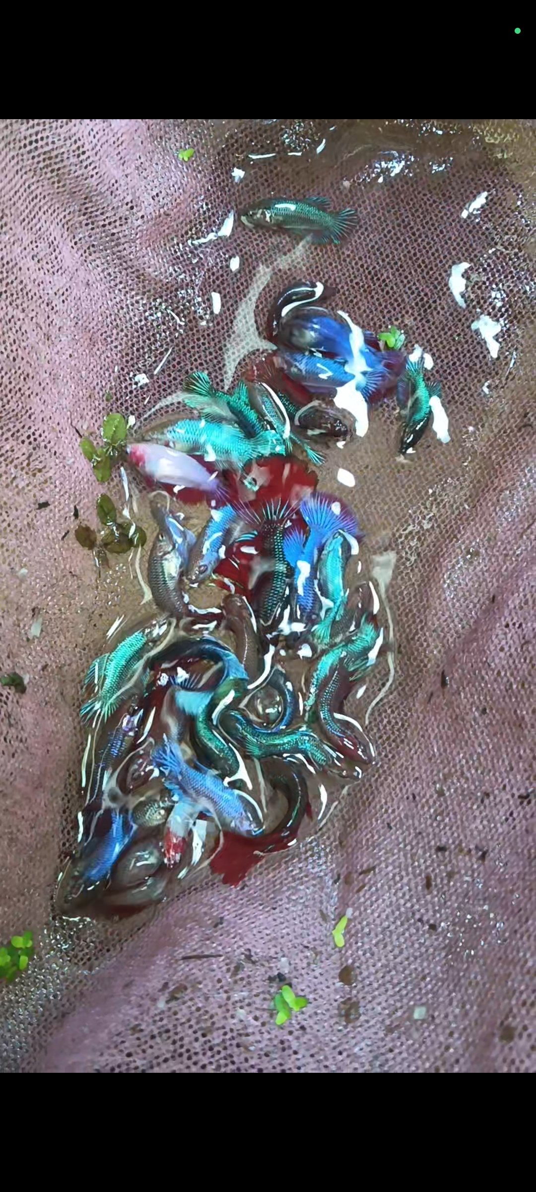 Ohm full moon betta