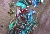 Ohm full moon betta