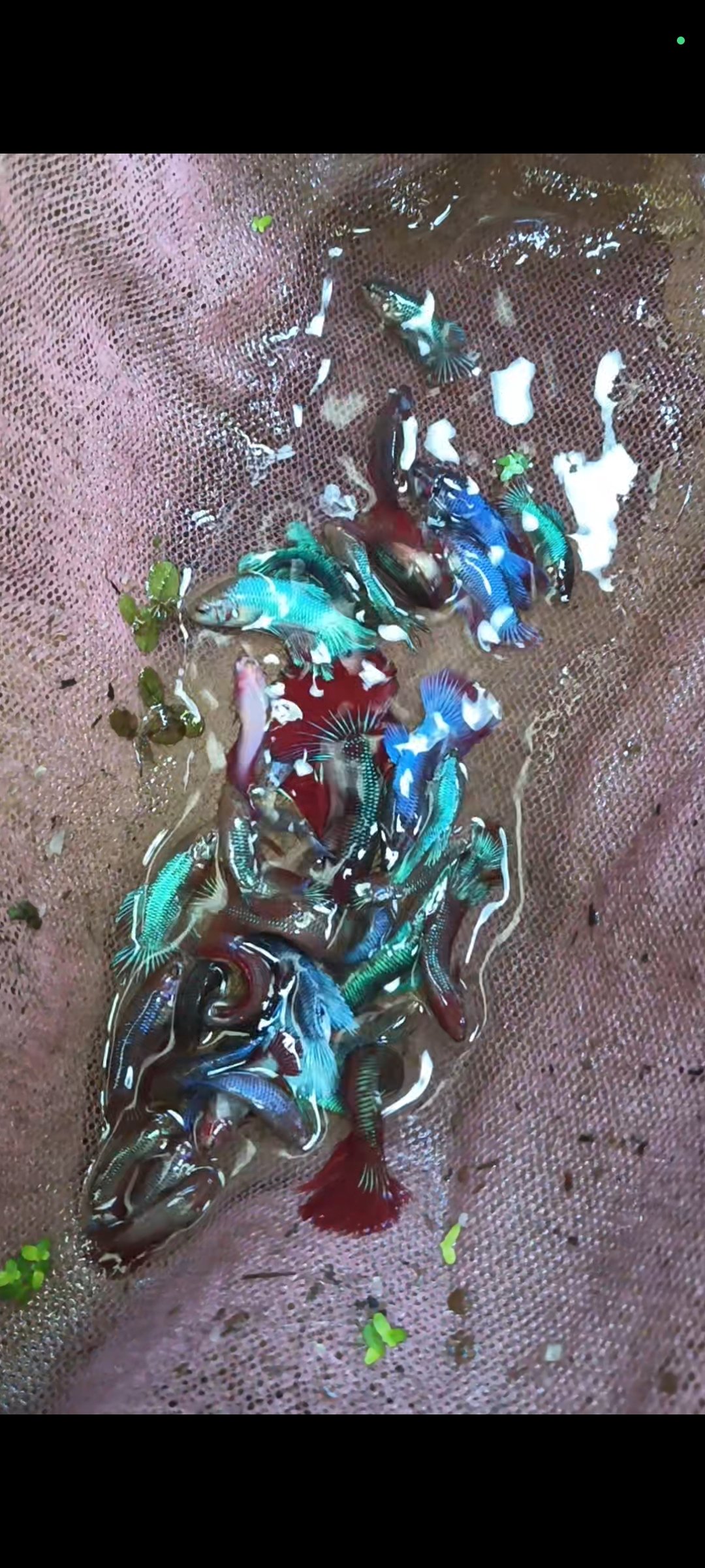 Ohm full moon betta
